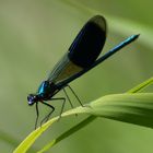 blaue Libelle 