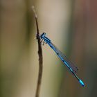 Blaue Libelle