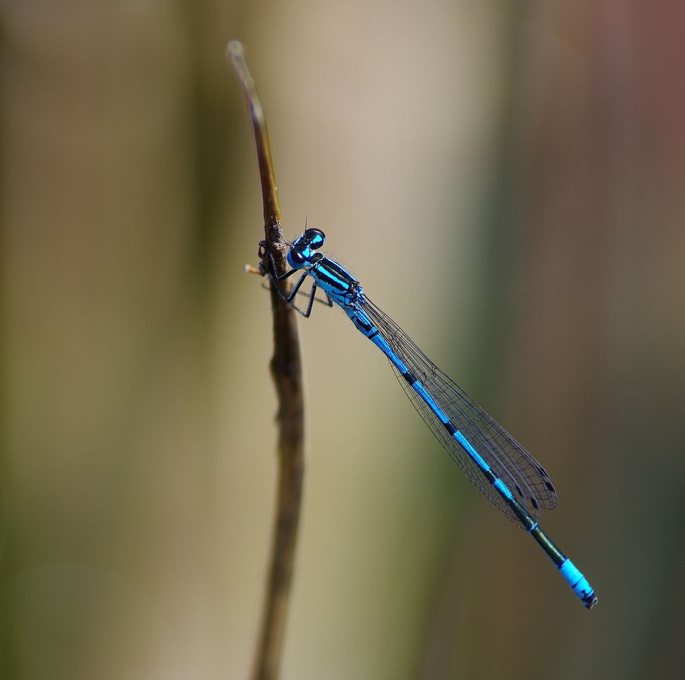 Blaue Libelle Foto & Bild tiere, wildlife, libellen Bilder auf
