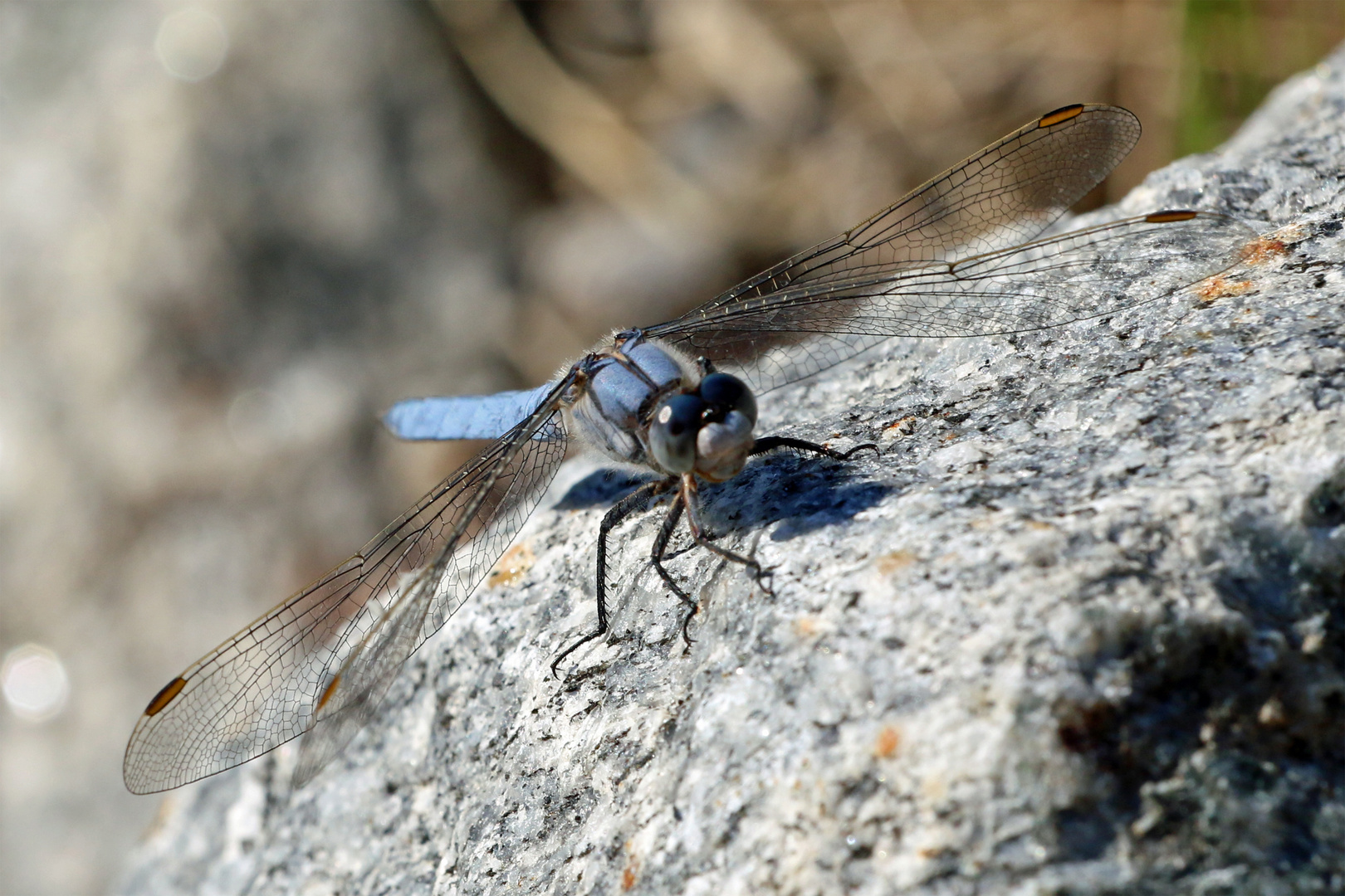 Blaue Libelle