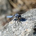 Blaue Libelle