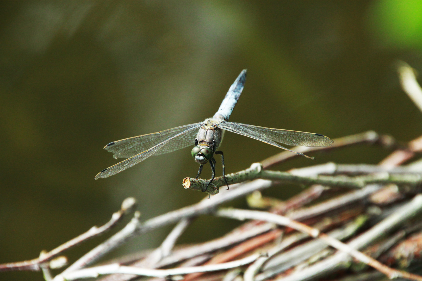 Blaue Libelle