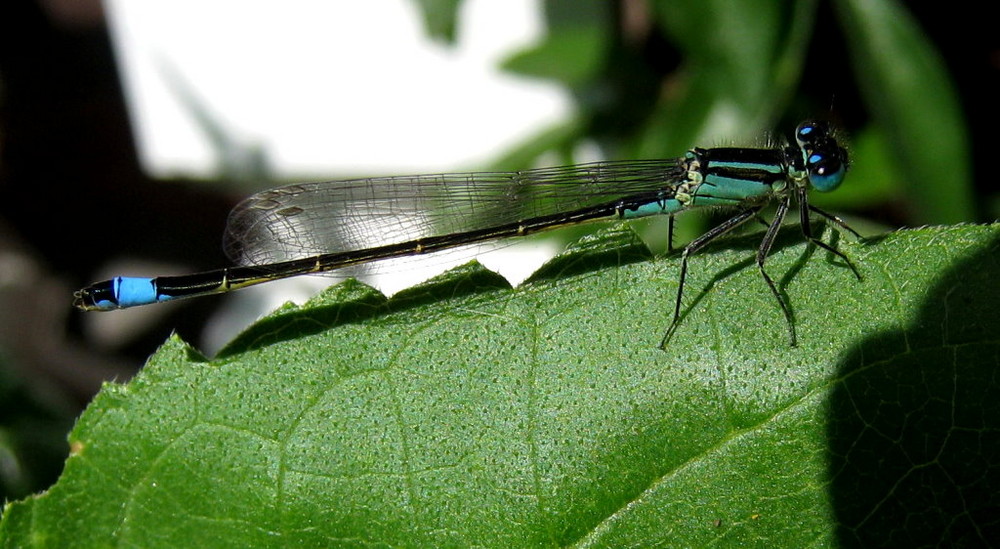 blaue libelle