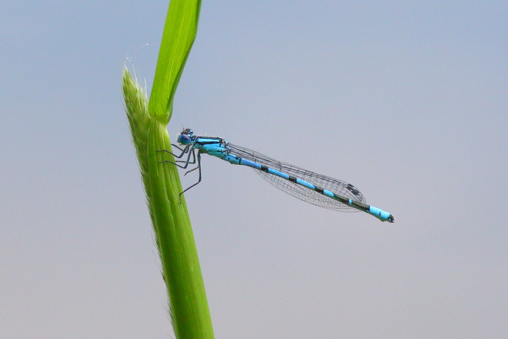 Blaue Libelle Foto & Bild natur, insekten, tiere Bilder auf