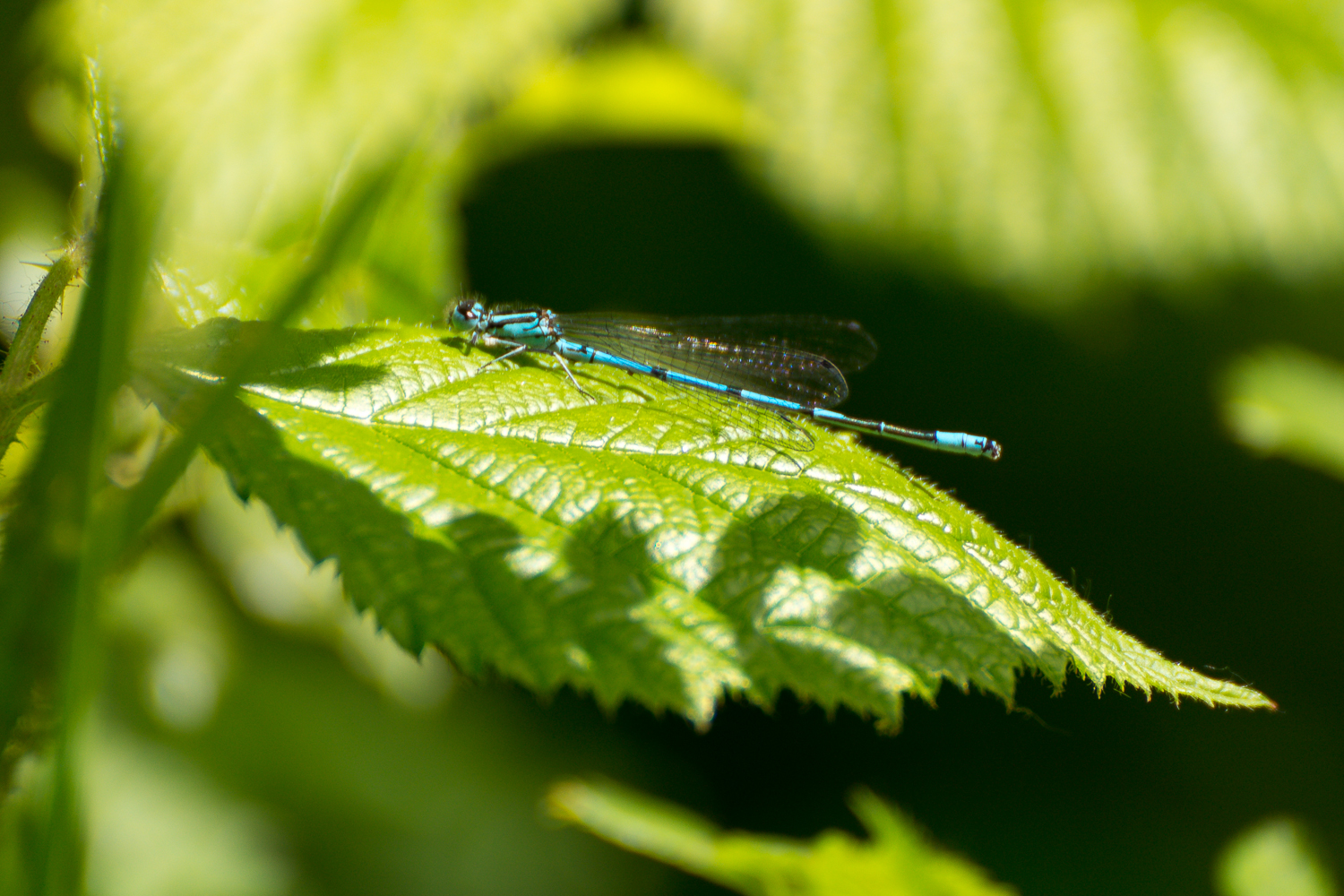 Blaue Libelle... aber welche Art ist das?