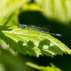 Blaue Libelle... aber welche Art ist das?