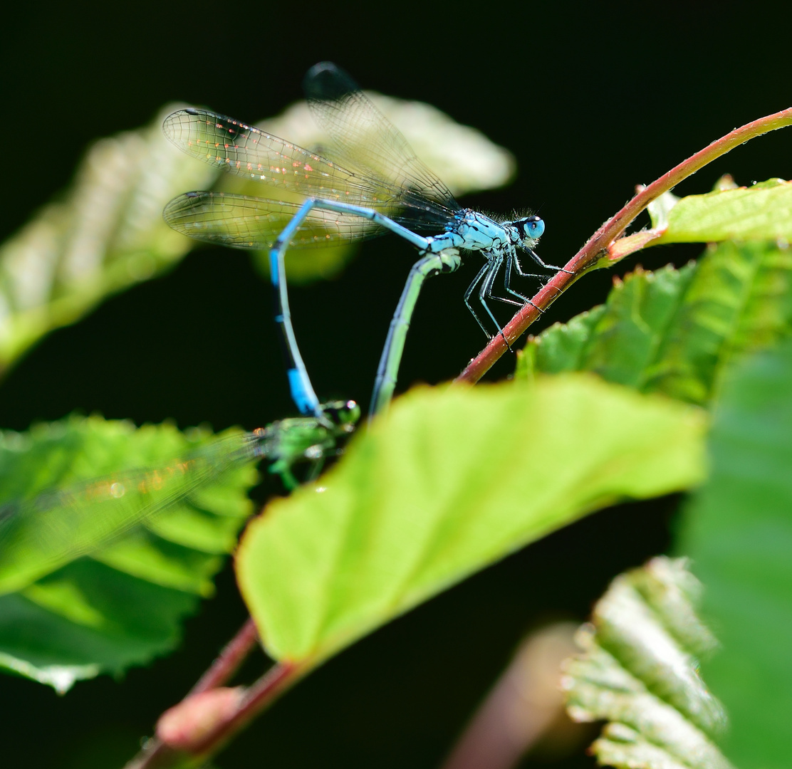 Blaue Libelle