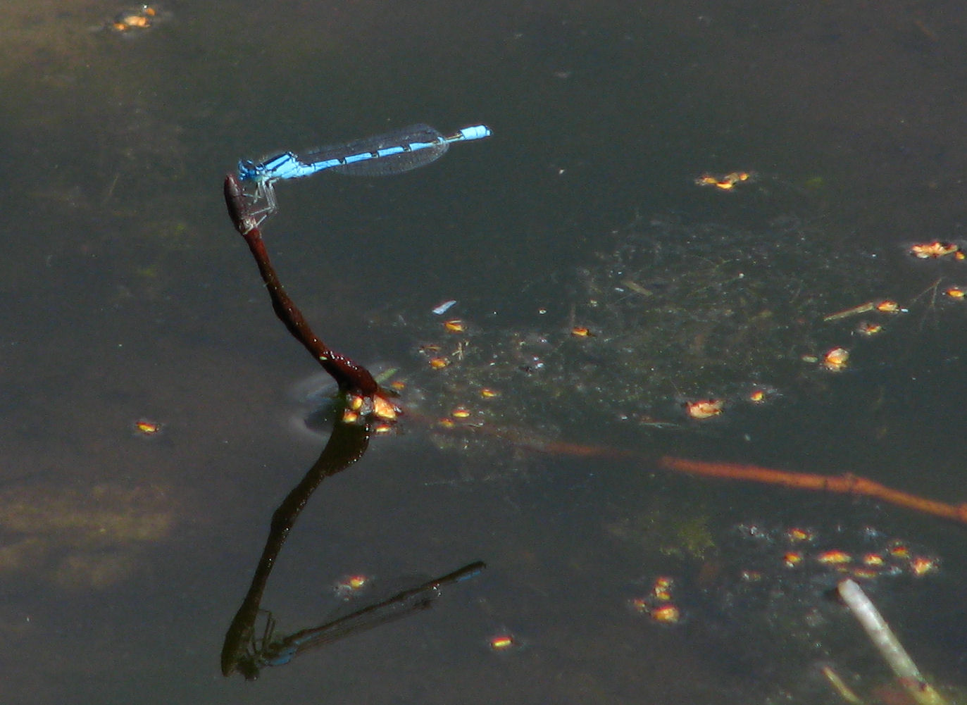 Blaue Libelle am Köppchensee