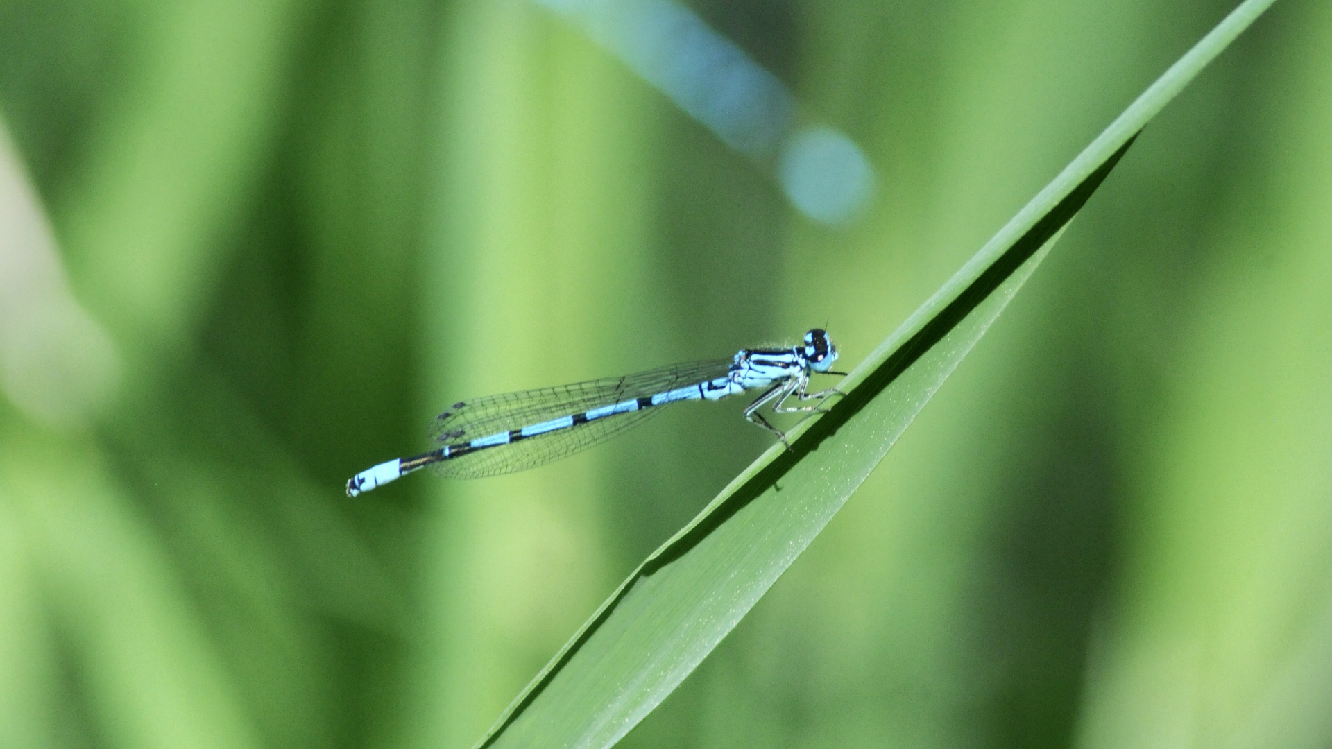 Blaue Libelle am Teich Foto & Bild tiere, jahreszeiten, fotos Bilder