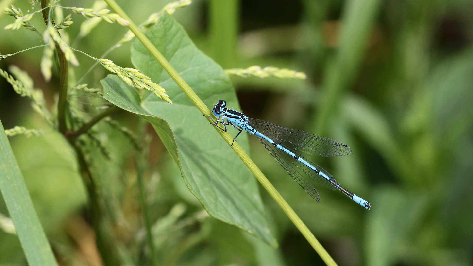 Blaue Libelle auf grünen Pflanzen.