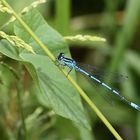 Blaue Libelle auf grünen Pflanzen.