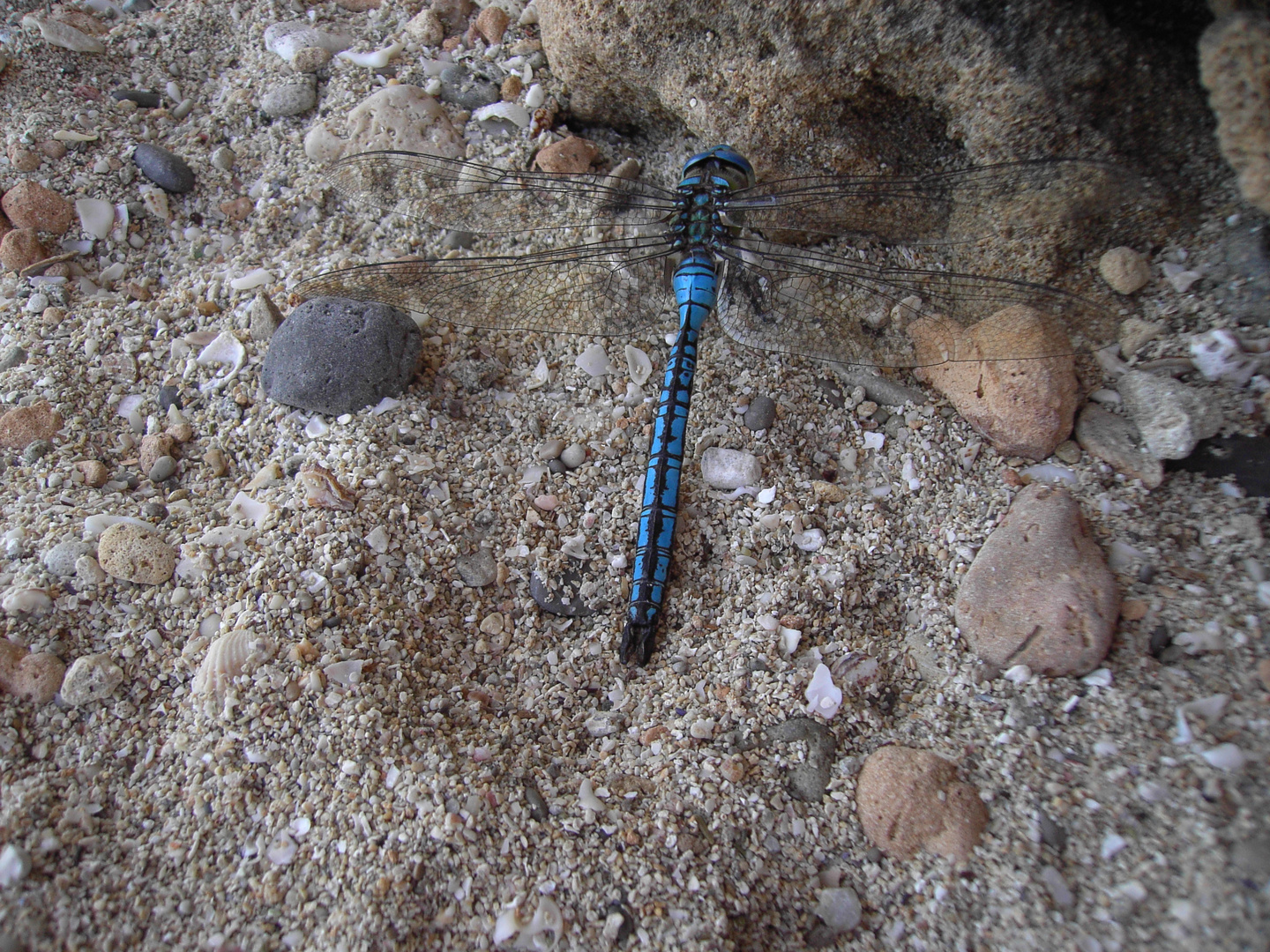 Blaue Libelle auf Mallorca