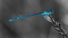 Blaue Libelle auf monochrome