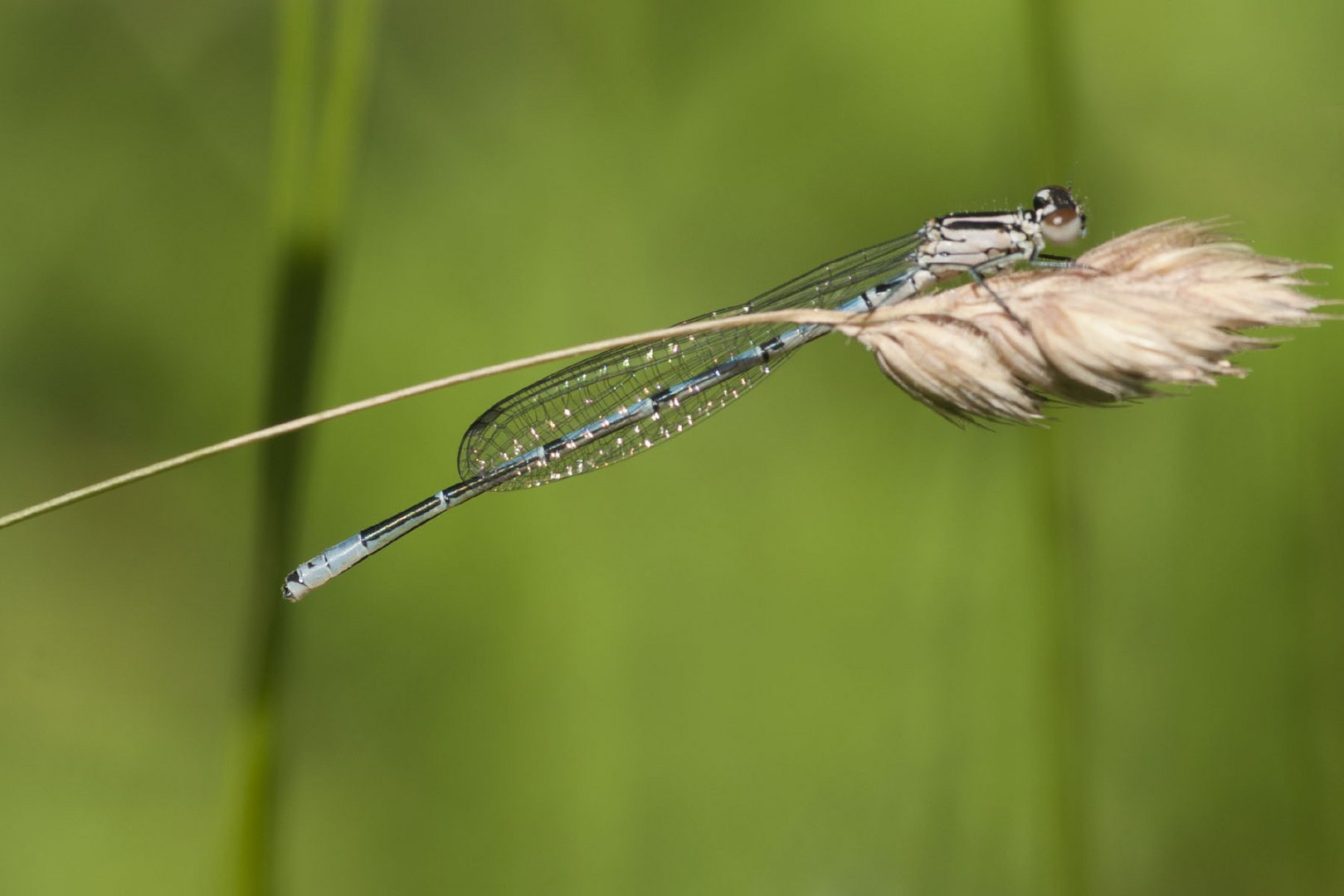 Blaue Libelle Foto & Bild tiere, wildlife, libellen Bilder auf