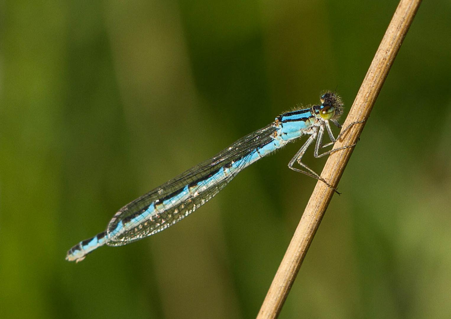 Blaue libelle