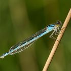 Blaue libelle