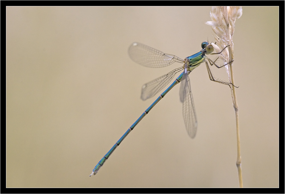 Blaue Libelle