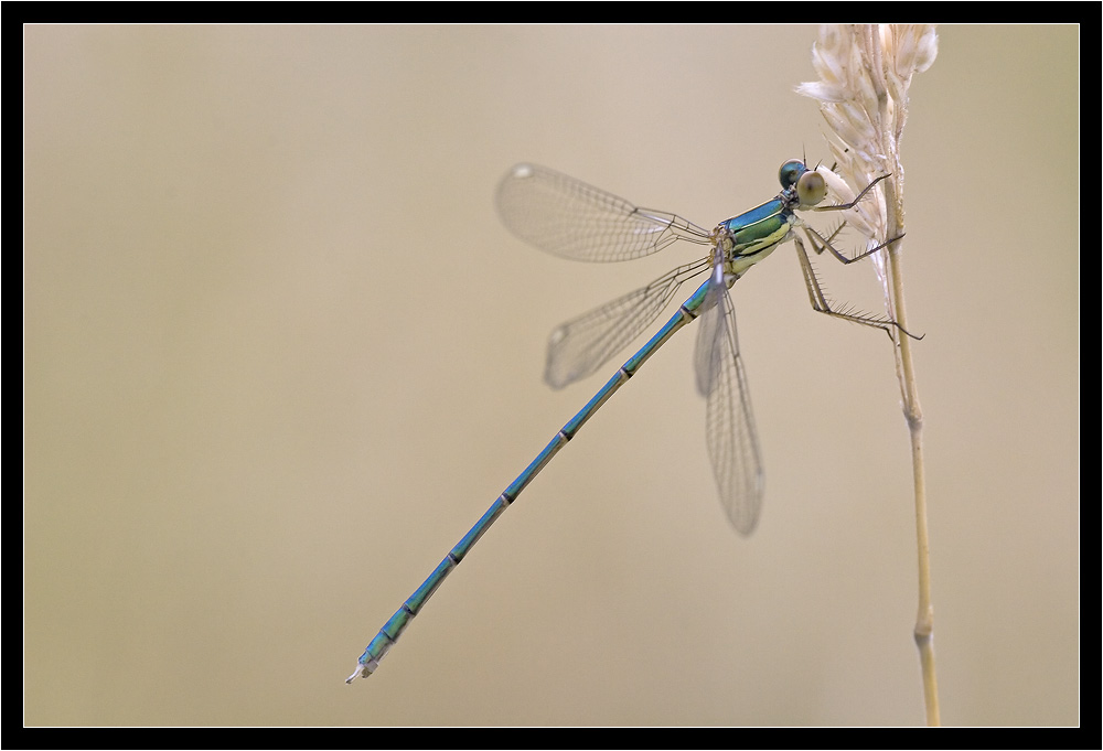 Blaue Libelle Foto & Bild tiere, wildlife, libellen Bilder auf