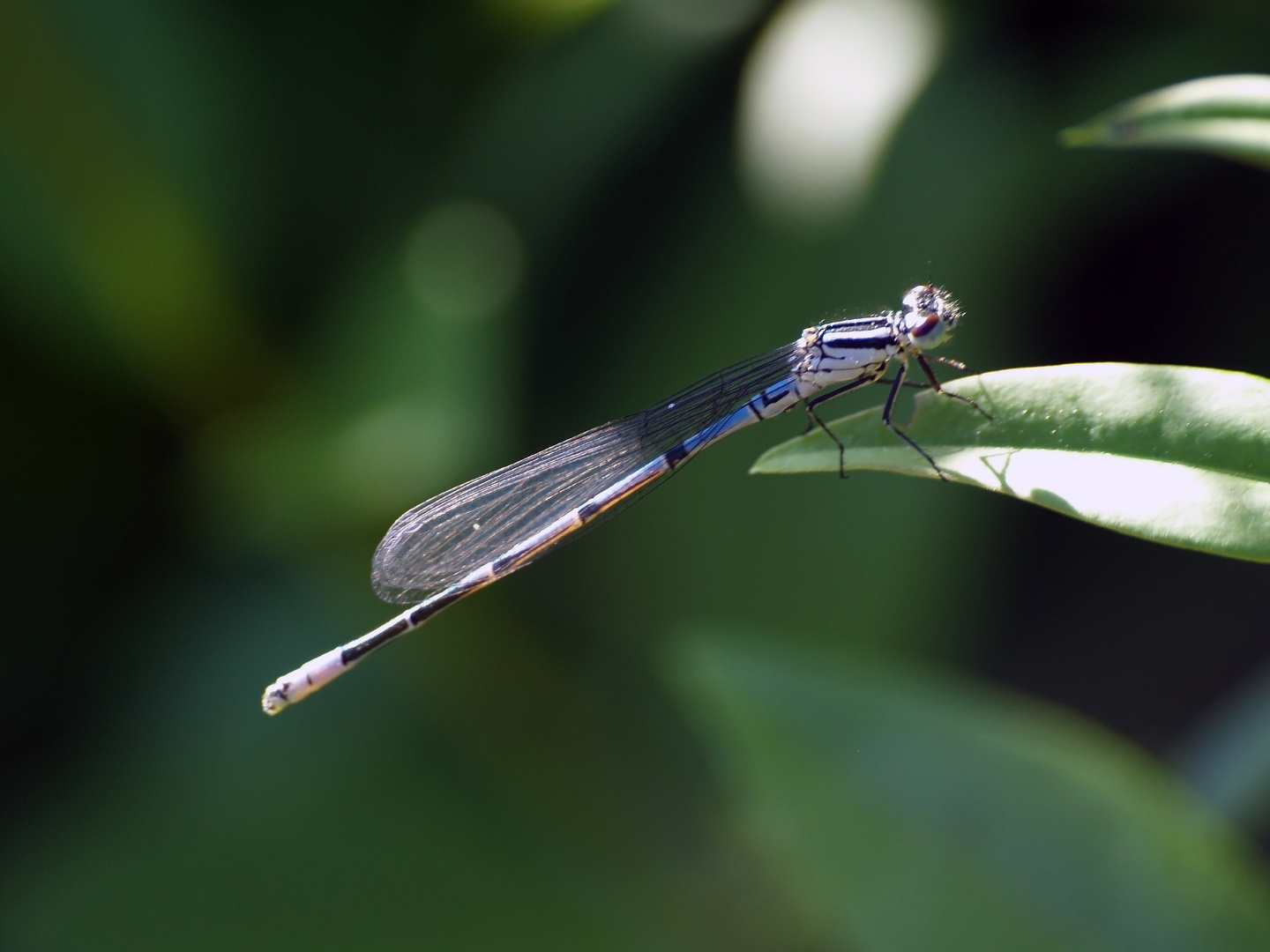 Blaue Libelle..........