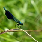 Blaue Libelle