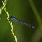 Blaue Libelle bei der Nahrungsaufnahme