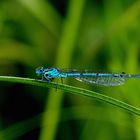 Blaue Libelle beim Sonnen