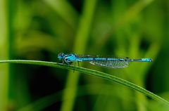 Blaue Libelle beim Sonnen