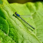 Blaue Libelle