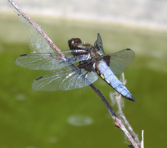 Blaue Libelle