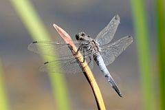 Blaue Libelle