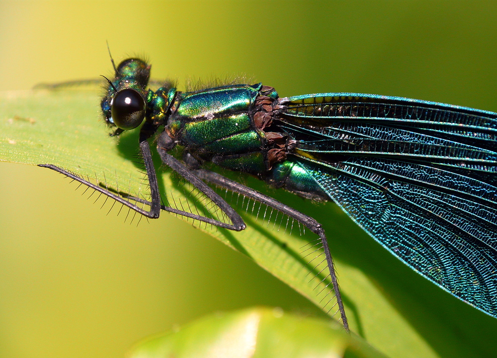 Blaue Libelle