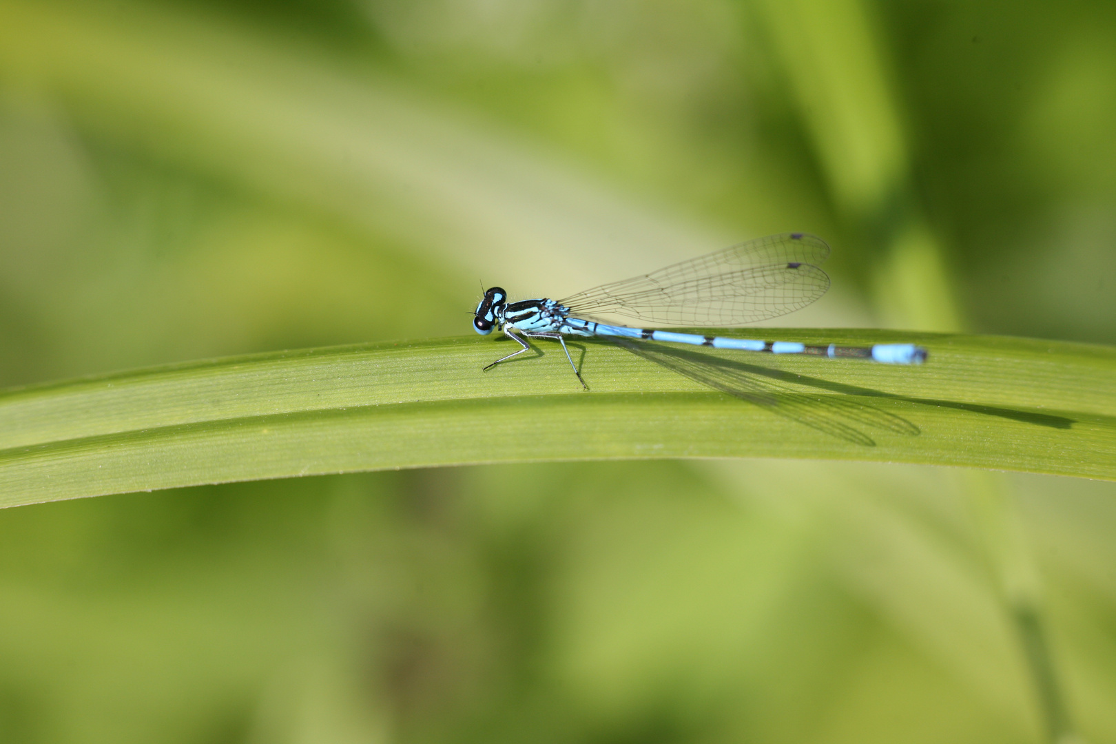 Blaue Libelle