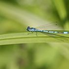 Blaue Libelle