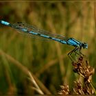 ~ blaue Libelle ~