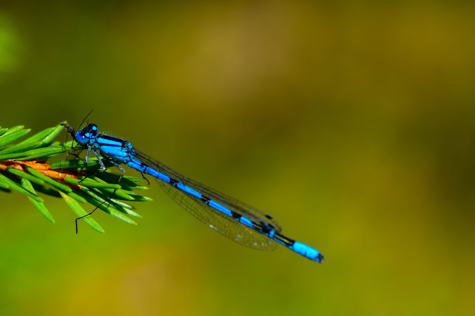 blaue Libelle