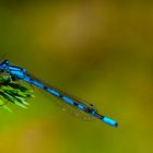 blaue Libelle