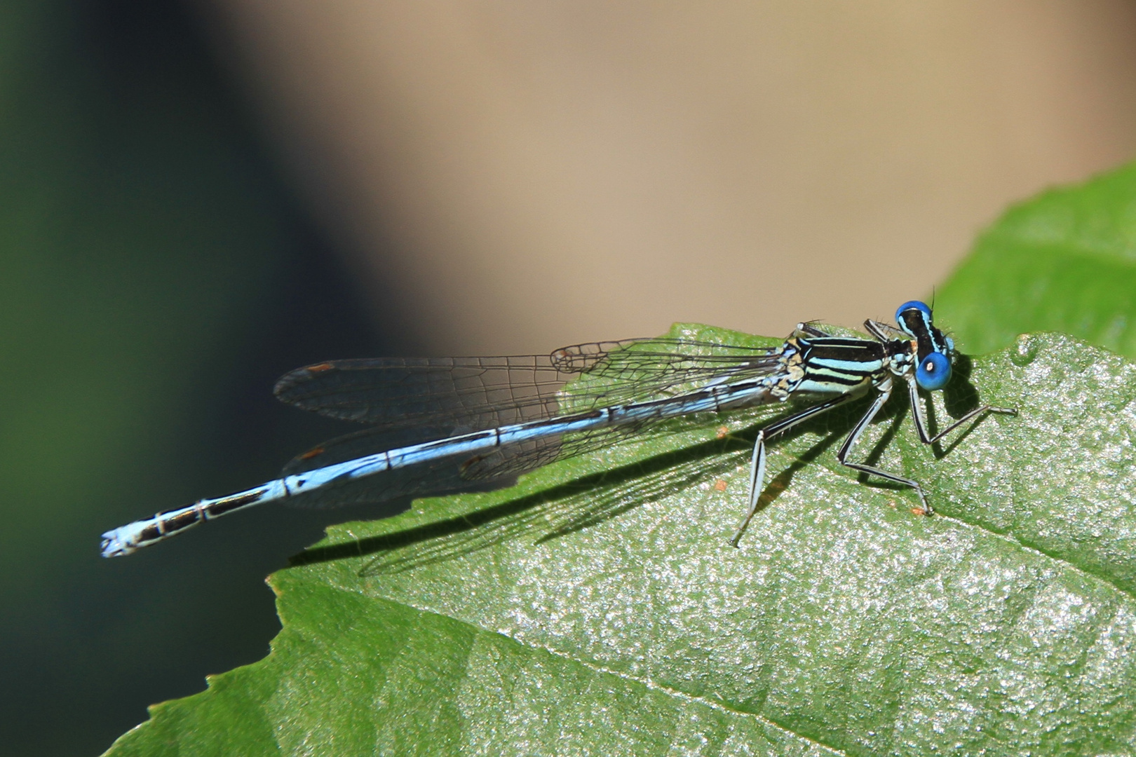 Blaue Libelle