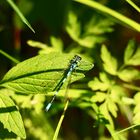 Blaue Libelle