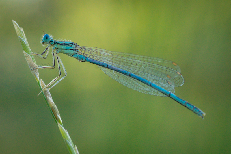 Blaue Libelle