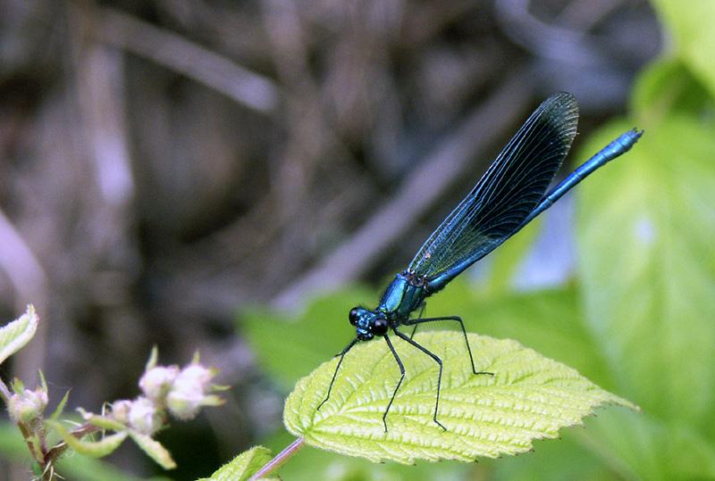 blaue Libelle