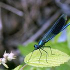 blaue Libelle