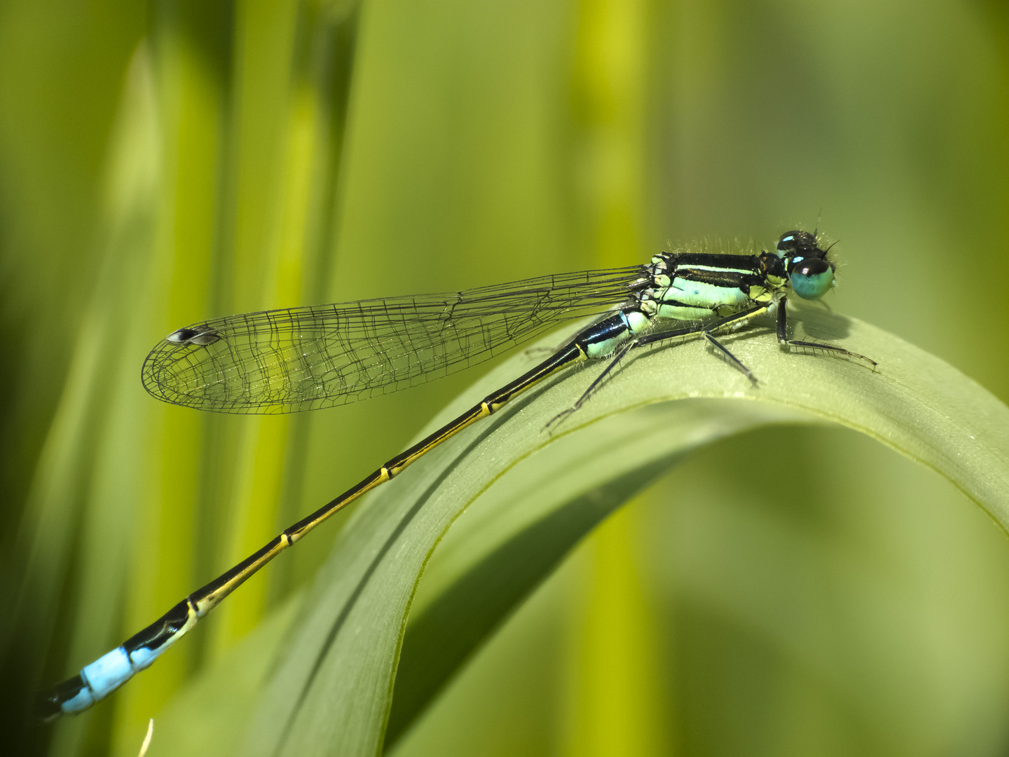 Blaue Libelle