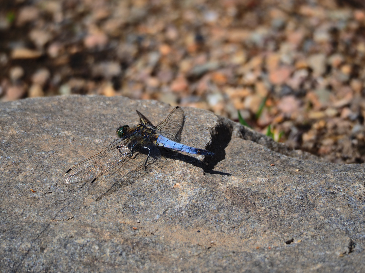 Blaue Libelle