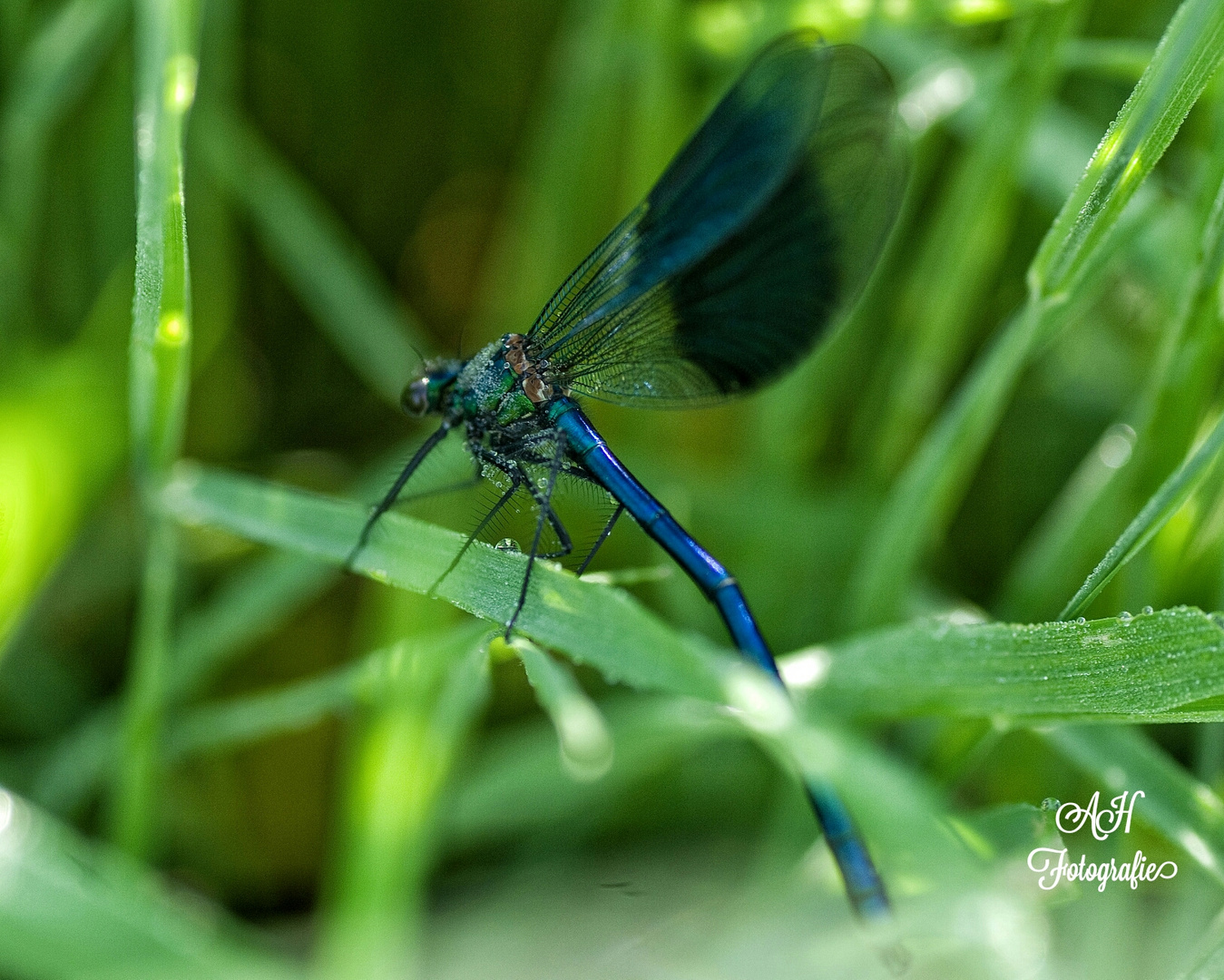 Blaue Libelle