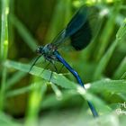 Blaue Libelle