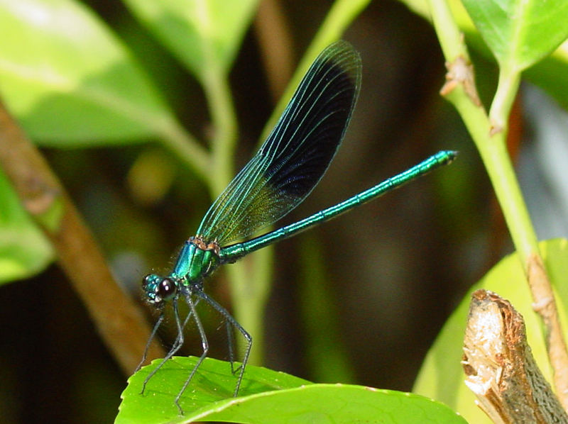 Blaue Libelle