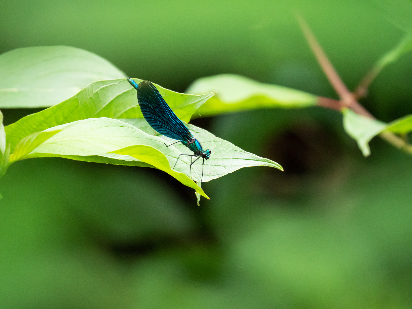 Blaue Libelle