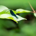 Blaue Libelle