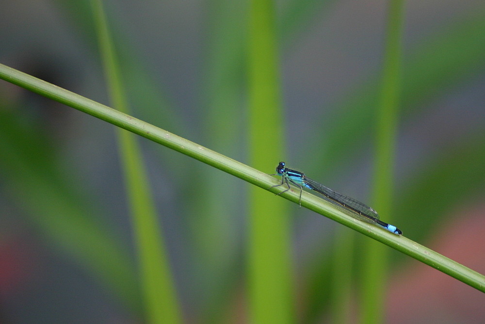Blaue Libelle Foto & Bild tiere, wildlife, libellen Bilder auf
