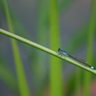 Blaue Libelle